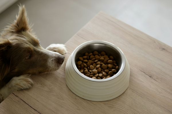 Top 10 croquettes pour chiens : comment choisir les meilleures avis